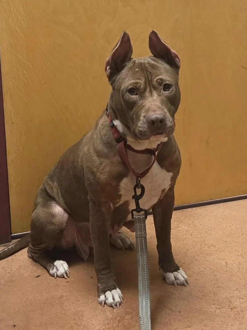 An adult large-sized female Pit Bull Terrier dog named Paige for adoption in Spotsylvania, VA