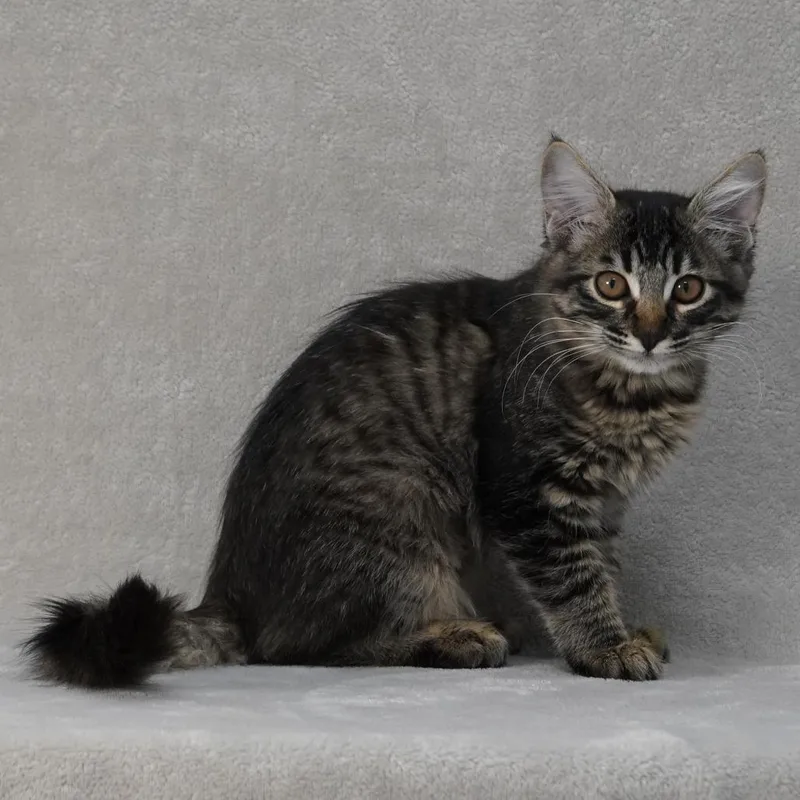 A baby small-sized female Brown / Chocolate Domestic Medium Hair cat named Tricia for adoption in Sunnyvale, CA