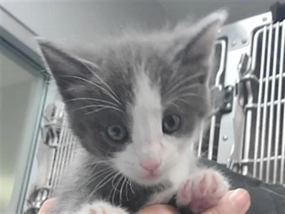 A baby small-sized male Domestic Short Hair cat named A for adoption in Riverside, CA