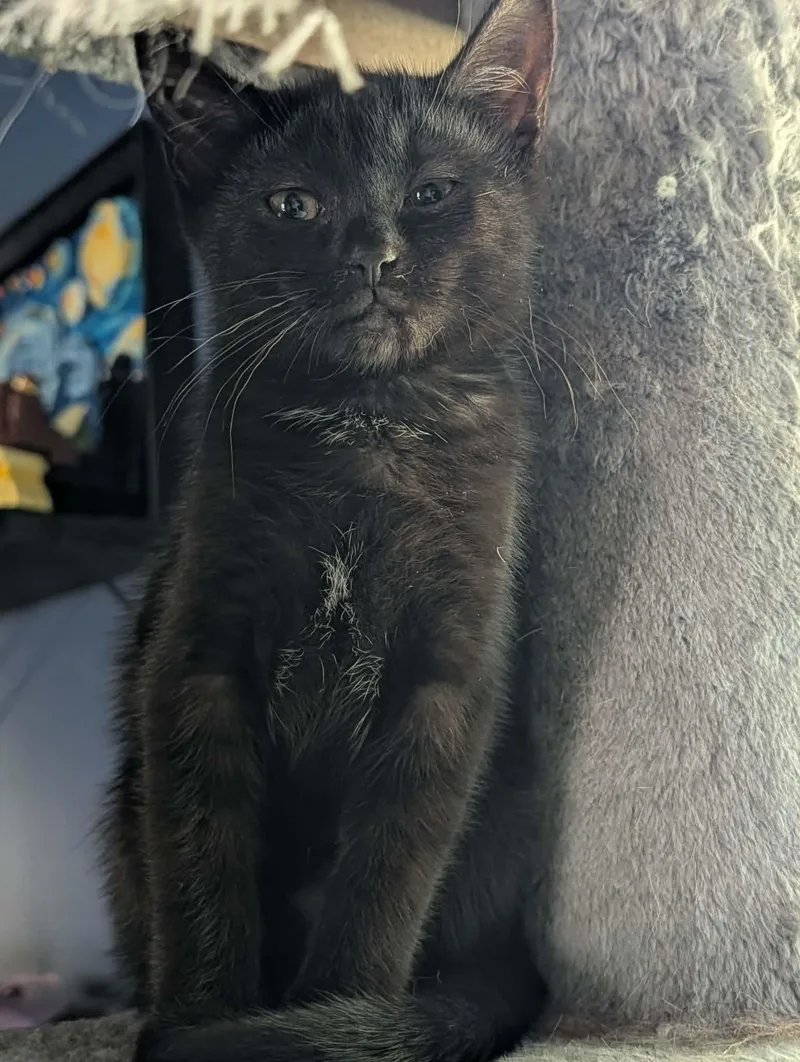 A baby medium-sized female Domestic Short Hair cat named Elmyra for adoption in Rochester , NY
