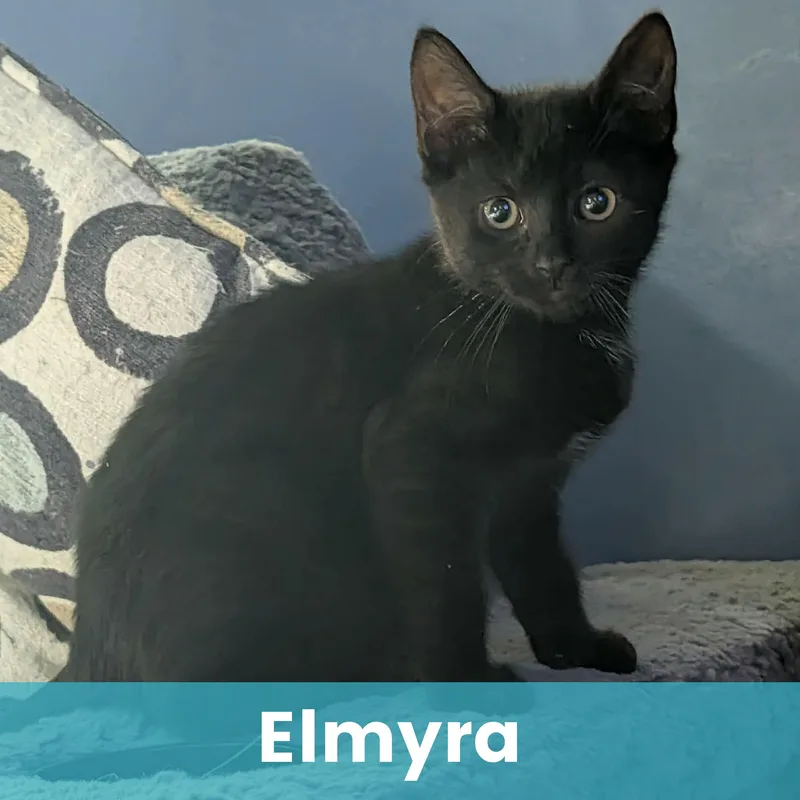 Elmyra thumbnail 6