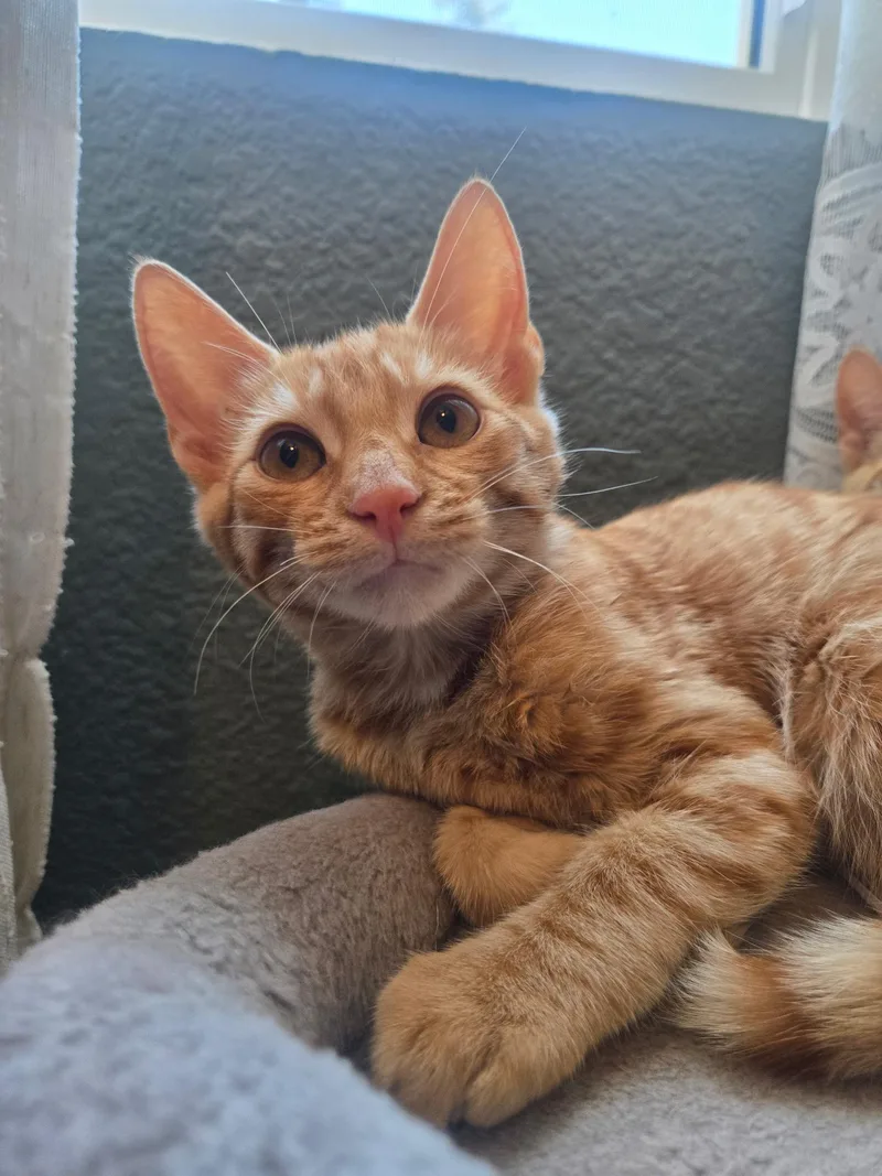 A baby medium-sized male Domestic Short Hair cat named George for adoption in Penryn, CA