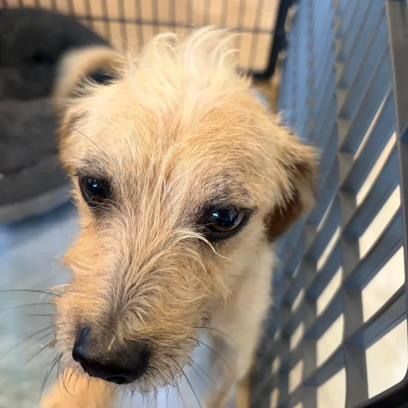 A senior small-sized female Yellow / Tan / Blond / Fawn Terrier dog named Dolly Joy for adoption in Houston, TX