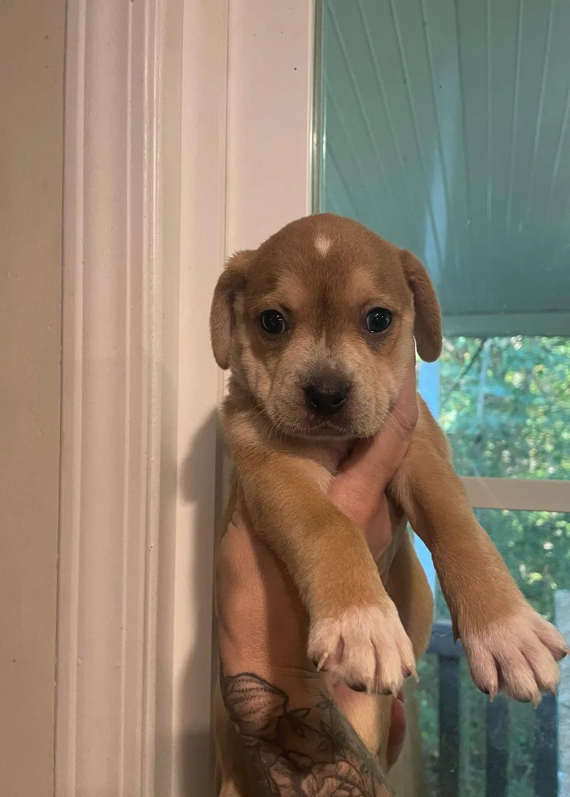 A baby medium-sized female Mixed Breed dog named Pumpkin for adoption in Holly Springs, NC