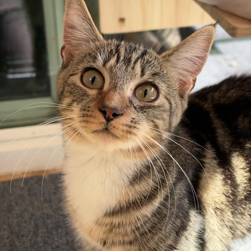 A young medium-sized male Tabby (Brown / Chocolate) Tabby cat named Iggy for adoption in San Jose, CA