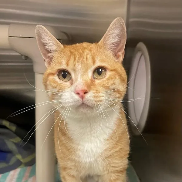 A young medium-sized male Domestic Short Hair cat named Buddy for adoption in Walnut Creek, CA