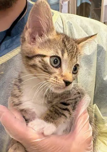 A baby small-sized female Domestic Short Hair cat named Minnie for adoption in Washington, DC