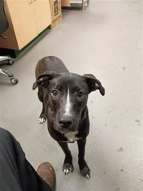 A young large-sized female Labrador Retriever dog named Lil Girl for adoption in Corpus Christi, TX