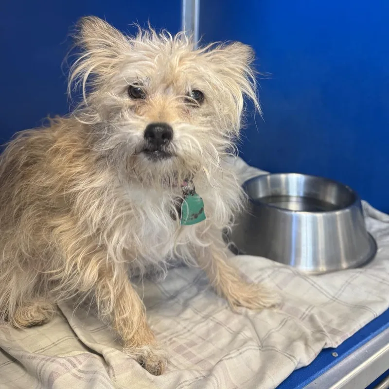 An adult small-sized male Yellow / Tan / Blond / Fawn Mixed Breed dog named Tom for adoption in Las Cruces, NM
