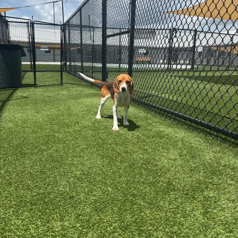 A young small-sized female Brown / Chocolate Beagle dog named Cara for adoption in LOXAHATCHEE, FL