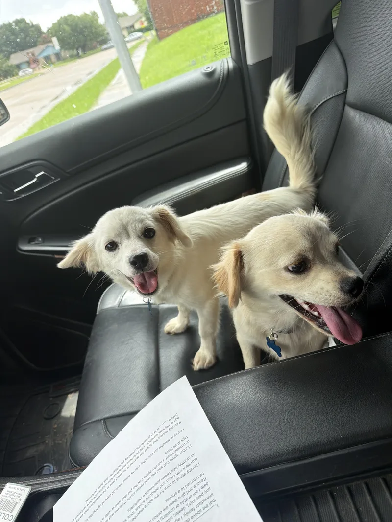 A baby small-sized female Yellow / Tan / Blond / Fawn Tibetan Spaniel dog named Selena for adoption in Garland, TX