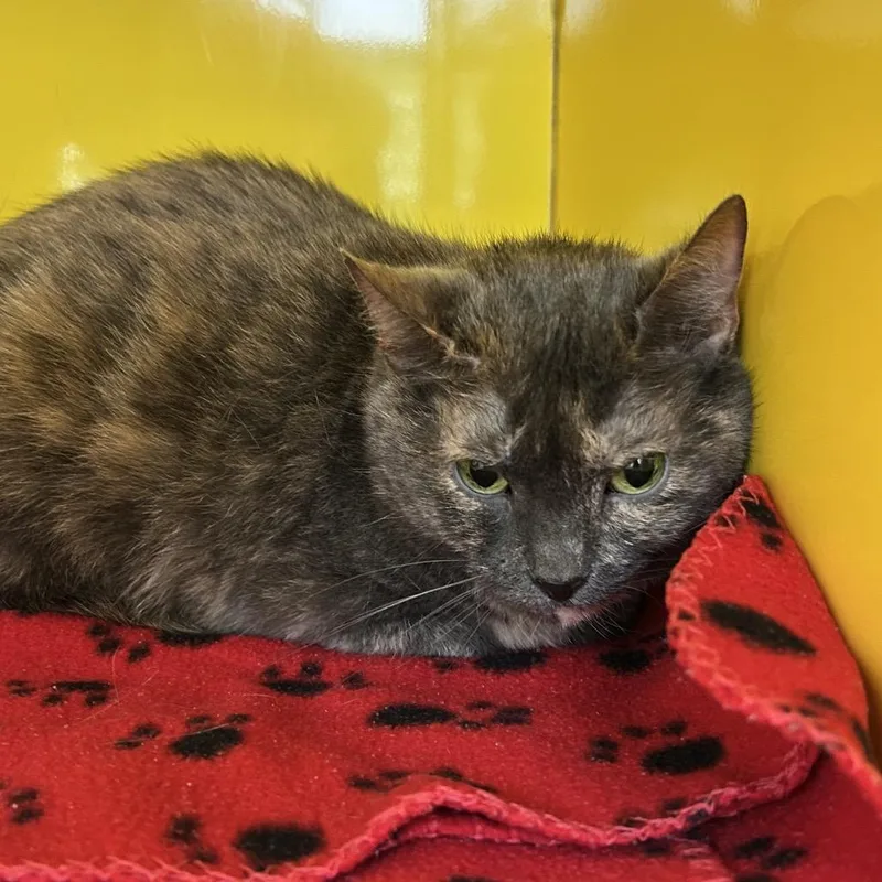 A senior large-sized female Gray / Blue / Silver Domestic Short Hair cat named Luna for adoption in Abilene, TX