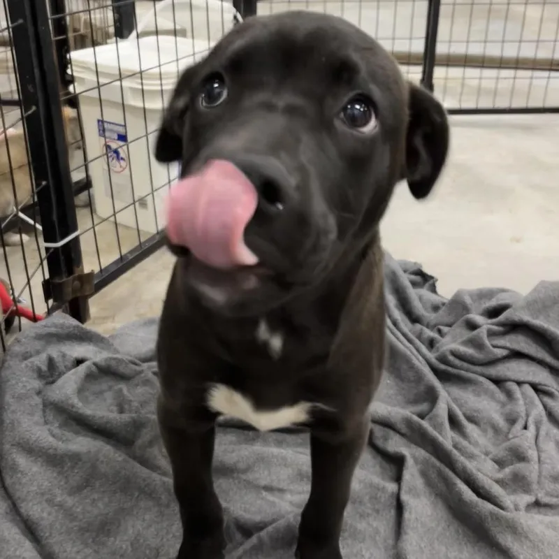A baby small-sized male Black Pit Bull Terrier dog named Toad for adoption in Parrish, AL