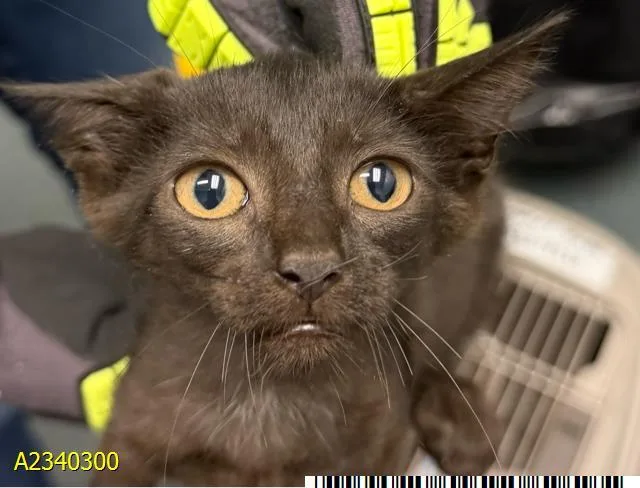 A baby small-sized female Domestic Short Hair cat named Penny for adoption in West Palm Beach, FL
