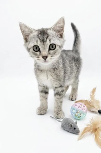 A baby small-sized male Domestic Short Hair cat named Merlin for adoption in Cumming, GA
