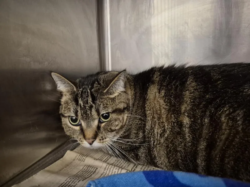 An adult large-sized female Domestic Short Hair cat named Bella for adoption in Hagerstown, MD