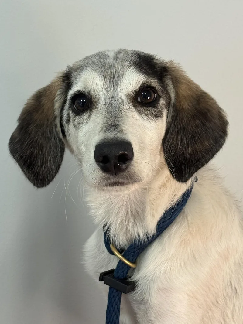 A young medium-sized female Tricolor (Brown, Black, & White) Australian Shepherd dog named Willow for adoption in Meherrin, VA