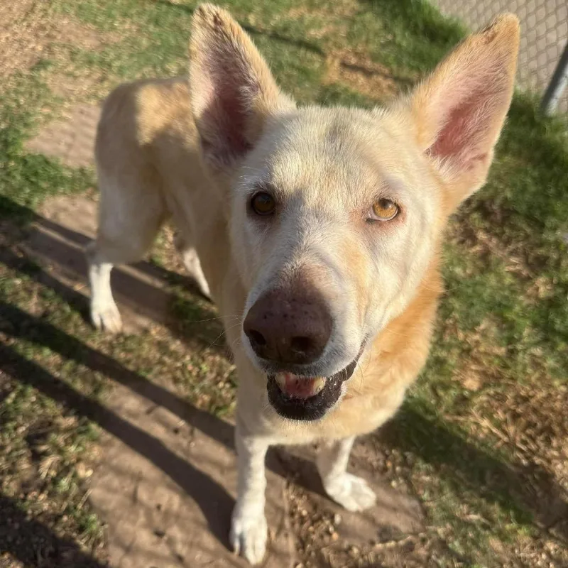 A senior large-sized male White / Cream German Shepherd Dog dog named Beau for adoption in Stephens City, VA