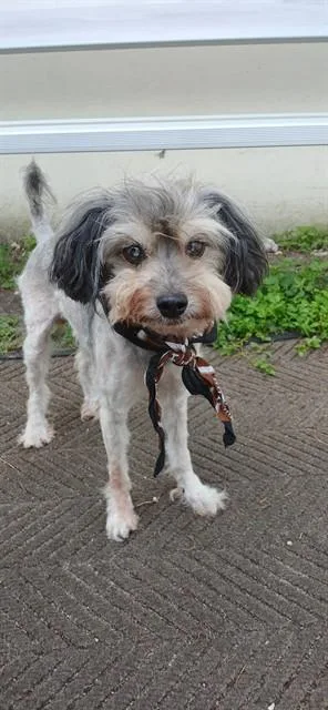An adult small-sized male Havanese dog named Thomas for adoption in Fort Lauderdale, FL