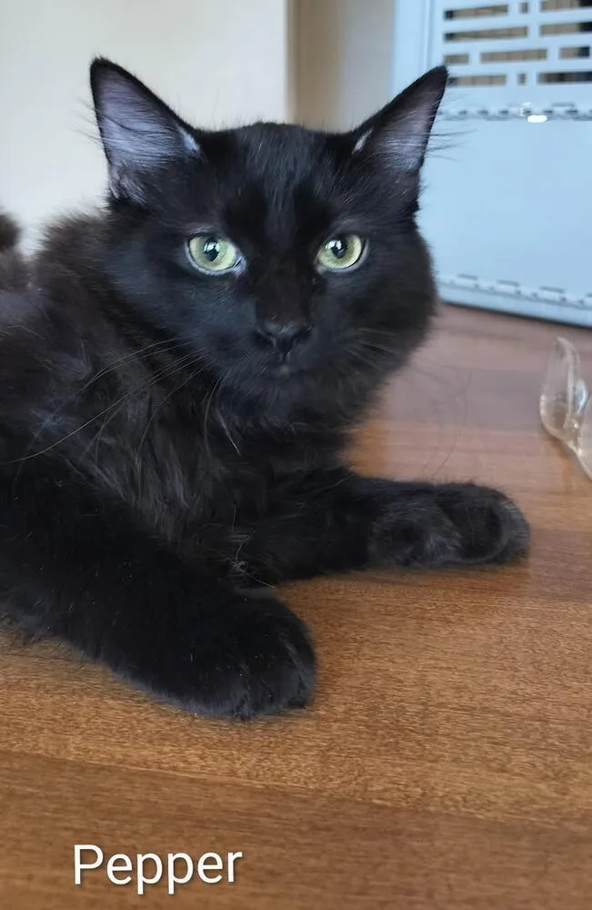 Pepper
