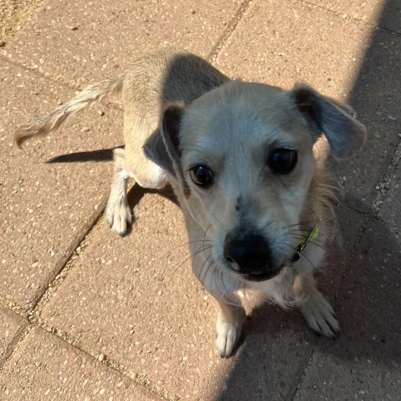 An adult small-sized male Yellow / Tan / Blond / Fawn Mixed Breed dog named Don Julio for adoption in Galveston, TX