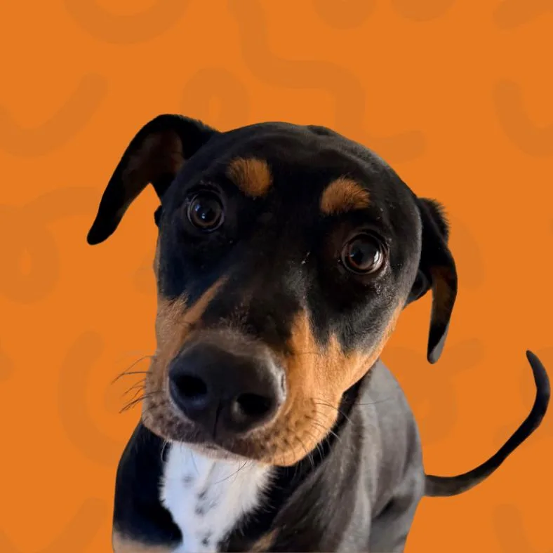 A young large-sized female Black Doberman Pinscher dog named Freckles for adoption in Reno, NV