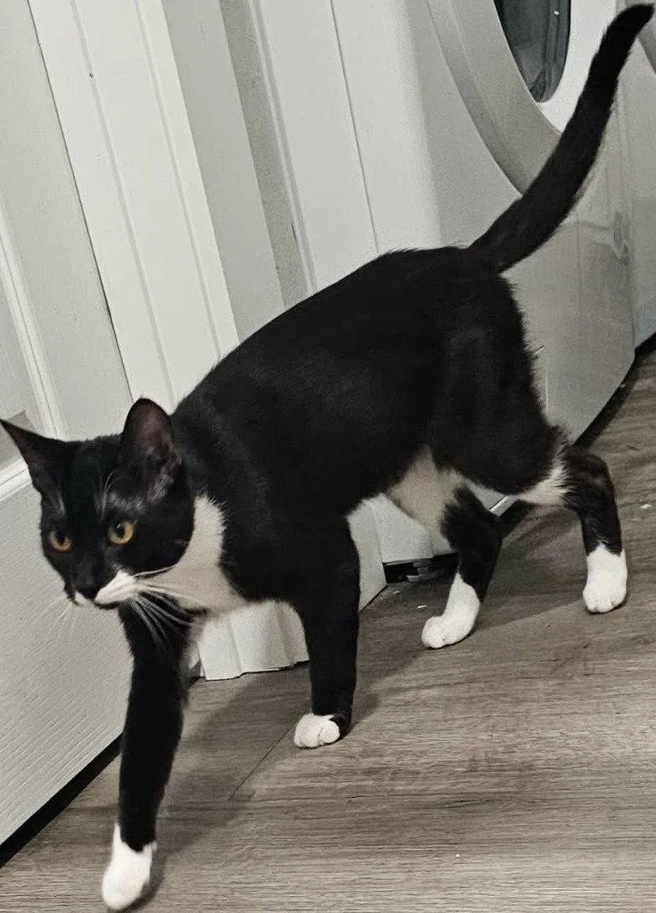 An adult large-sized male Black & White / Tuxedo Domestic Short Hair cat named Thursday for adoption in Battle Ground, WA