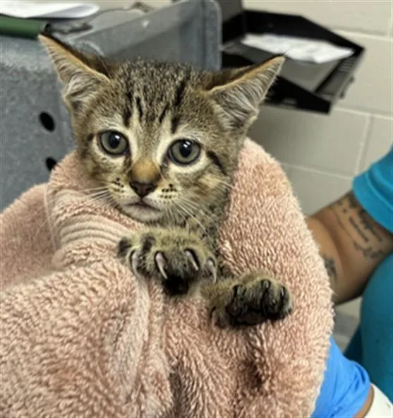 A baby small-sized female Domestic Short Hair cat named Cherry for adoption in Naples, FL