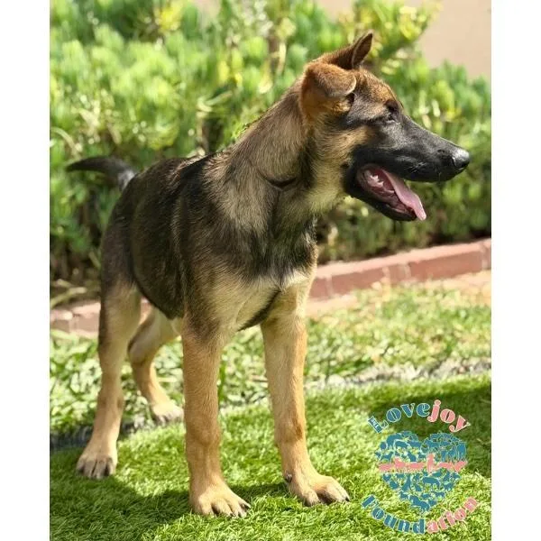 A baby medium-sized male Black German Shepherd Dog dog named Shelton RB for adoption in Inglewood, CA