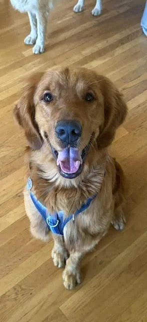 Cooper