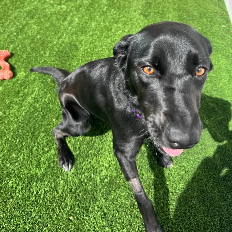 An adult medium-sized female Black Mixed Breed dog named Ellie for adoption in Naperville, IL