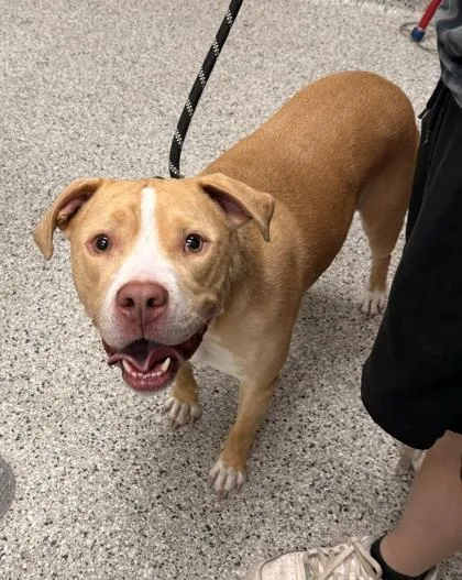 An adult large-sized male Yellow / Tan / Blond / Fawn Pit Bull Terrier dog named PacMan for adoption in Kansas City, MO