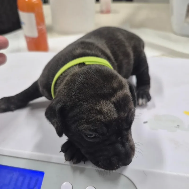 Rhiannon thumbnail 2