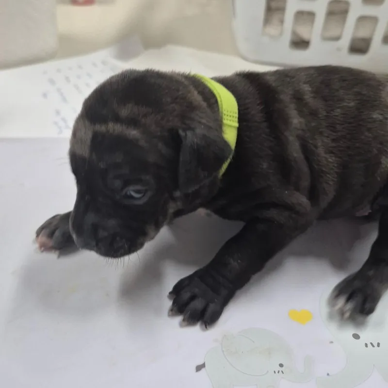 Rhiannon thumbnail 3