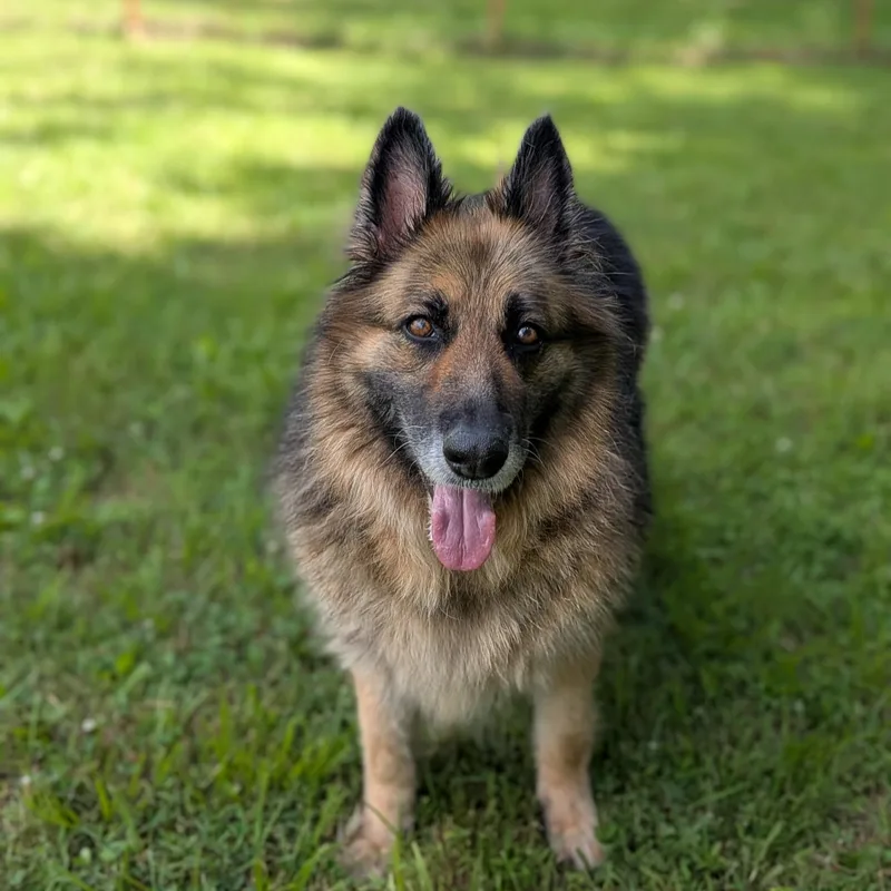 A senior extra large-sized female German Shepherd Dog dog named Ember for adoption in Spring hill, TN