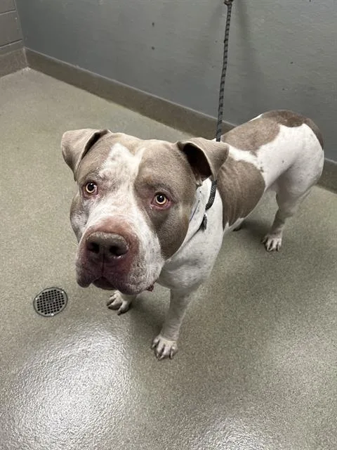 An adult extra large-sized male American Bulldog dog named Boogie for adoption in Las Vegas, NV