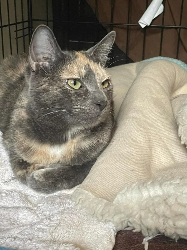 A young small-sized female Domestic Short Hair cat named Paisley for adoption in Ballwin, MO