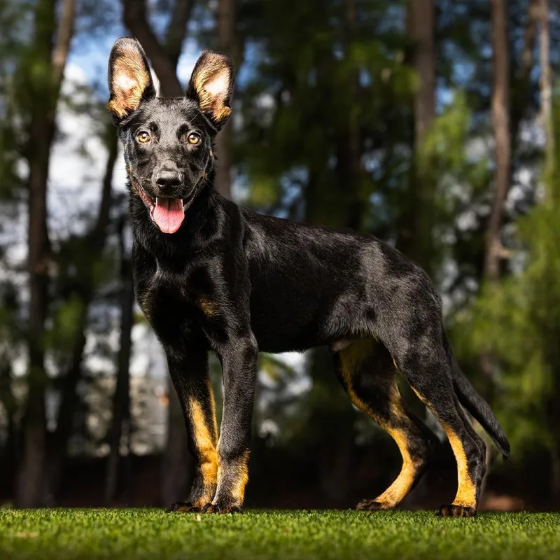 A baby small-sized male Black Mixed Breed dog named Astro for adoption in Jupiter, FL
