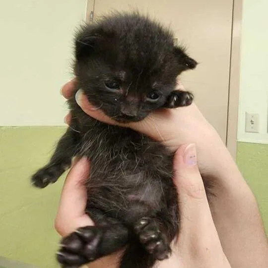A baby small-sized female Black Domestic Short Hair cat named Gno nameBean for adoption in Perkiomenville, PA