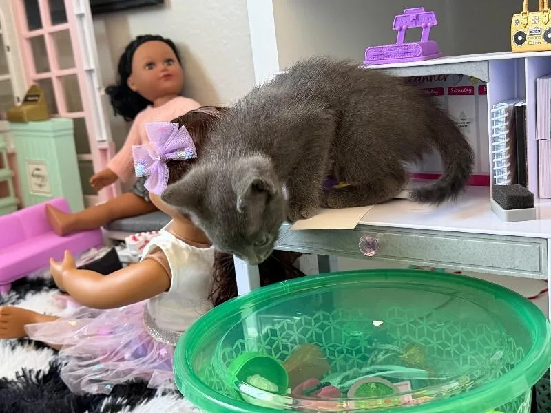 A young medium-sized male Gray / Blue / Silver Domestic Short Hair cat named Kingston for adoption in Fort Collins, CO