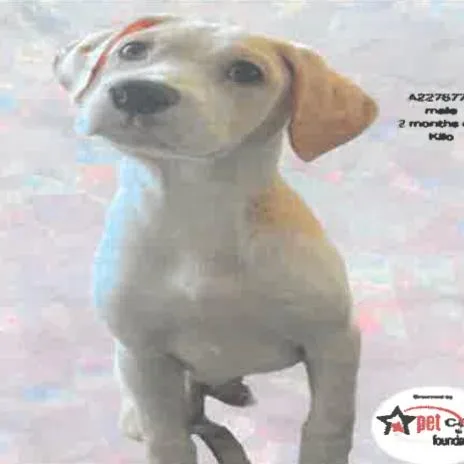 A baby small-sized male White / Cream Pit Bull Terrier dog named Bruno A for adoption in Middletown, NY