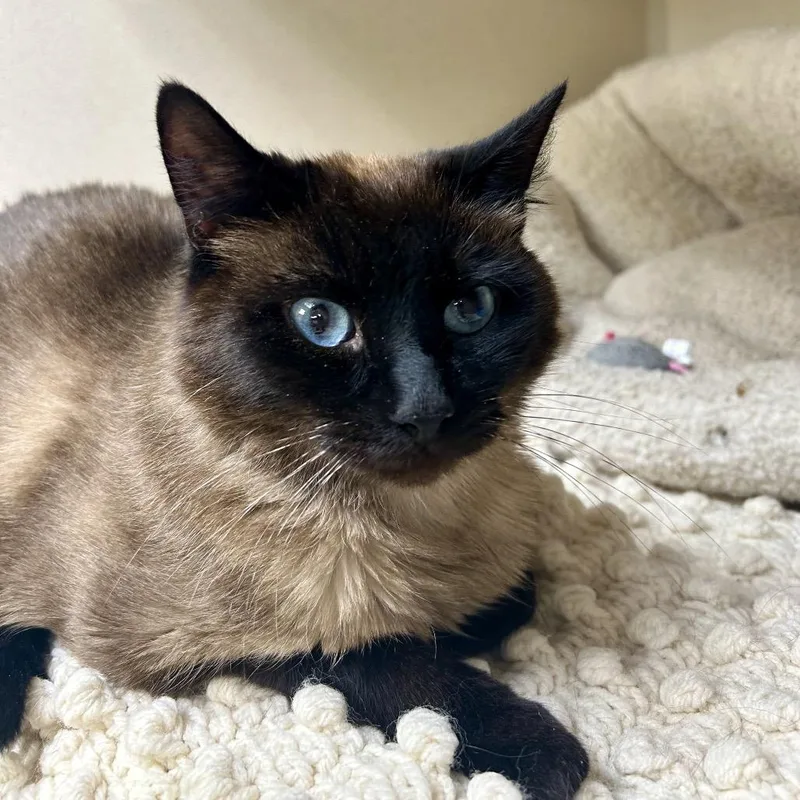 An adult medium-sized male Brown / Chocolate Domestic Short Hair cat named Jasper for adoption in Great Falls, MT