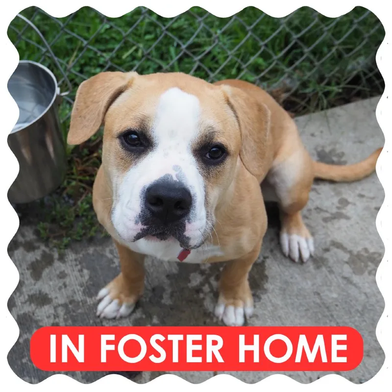 A young medium-sized female English Bulldog dog named Minnie for adoption in Delaware, OH