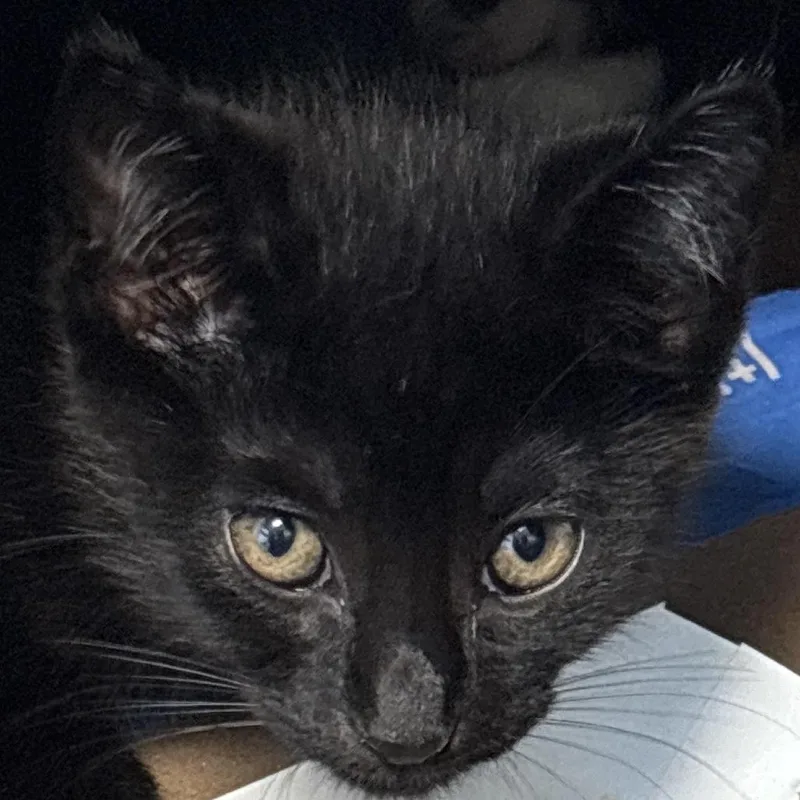 A baby small-sized male Black Domestic Short Hair cat named Mork for adoption in Philadelphia, PA