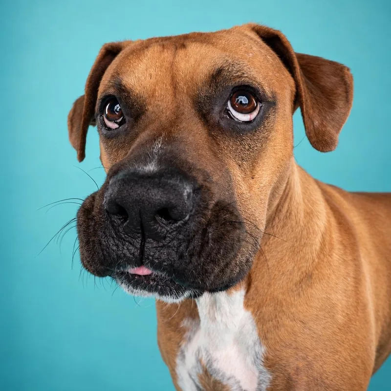 An adult large-sized male Boxer dog named Marcus for adoption in Appleton, WI