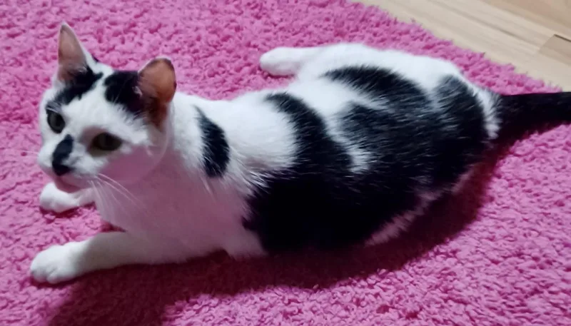 A senior medium-sized female Black & White / Tuxedo Domestic Short Hair cat named Oreo for adoption in Fayetteville, NC
