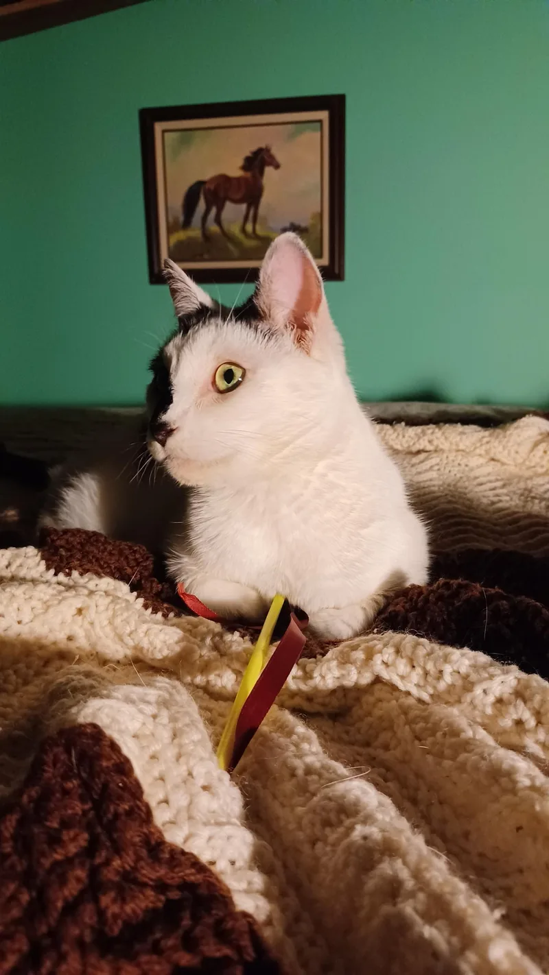 Oreo thumbnail 3