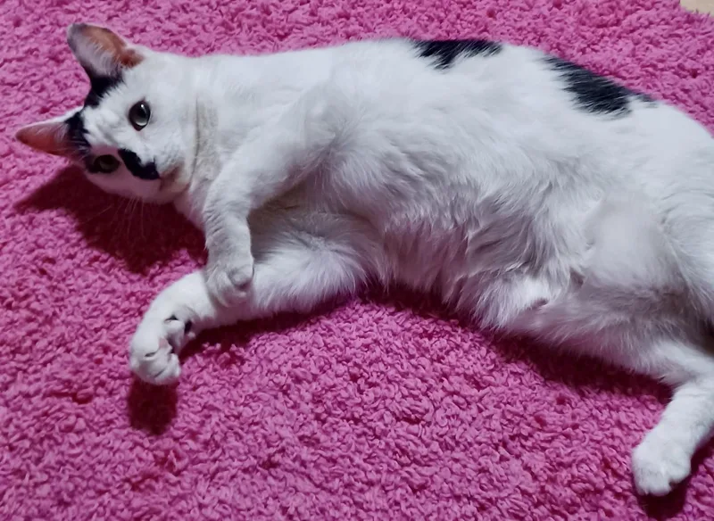 Oreo thumbnail 5