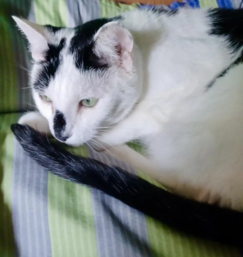 Oreo thumbnail 6