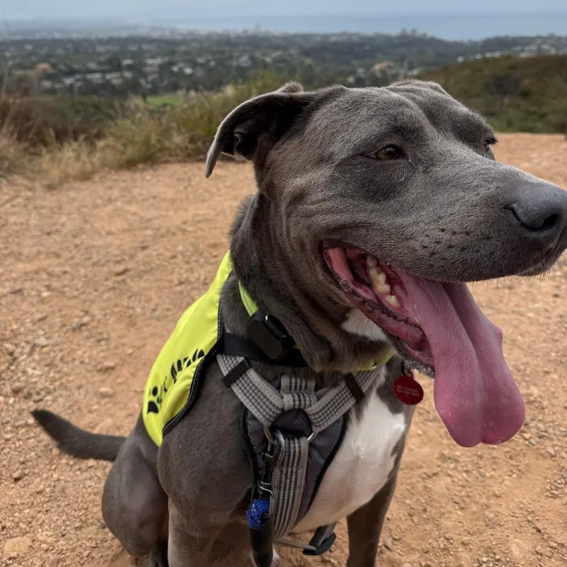 An adult large-sized male American Staffordshire Terrier dog named Spyro for adoption in Los Angeles, CA